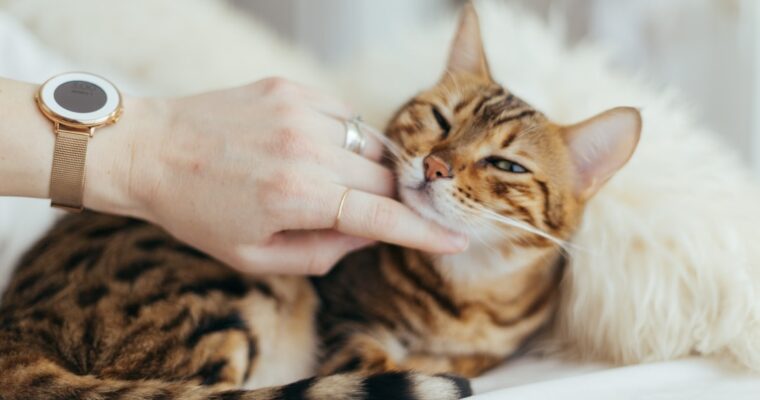 Accueillir un chat : 5 conseils pour réussir son arrivée dans votre foyer