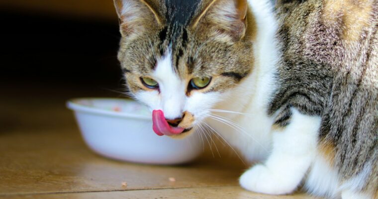 Alimentation naturelle et personnalisée pour les chats : une tendance en pleine expansion