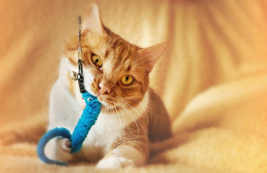 Bons plans jouets pour chat